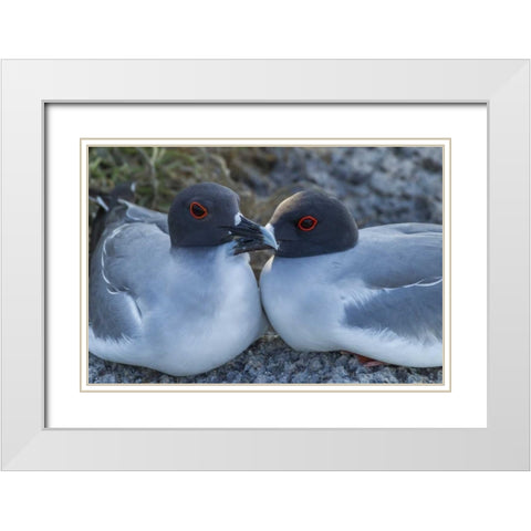 Ecuador, Galapagos NP Swallow-tailed gull pair White Modern Wood Framed Art Print with Double Matting by Illg, Cathy and Gordon