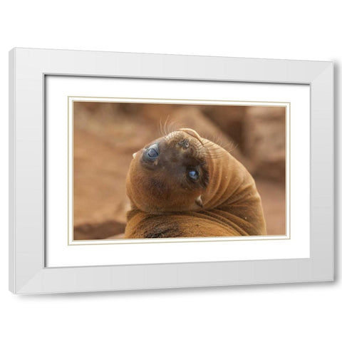 Ecuador, Galapagos NP Sea lion close-up White Modern Wood Framed Art Print with Double Matting by Illg, Cathy and Gordon