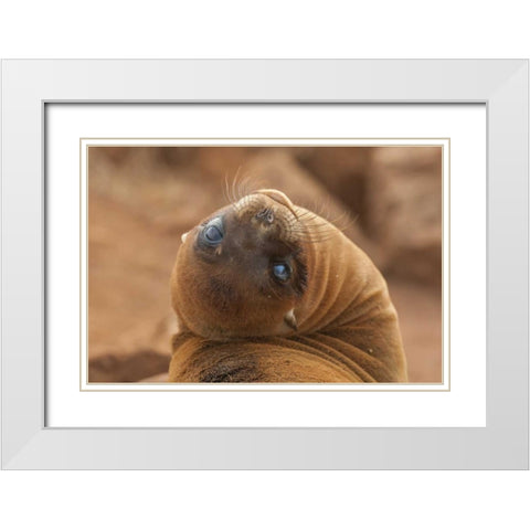 Ecuador, Galapagos NP Sea lion close-up White Modern Wood Framed Art Print with Double Matting by Illg, Cathy and Gordon