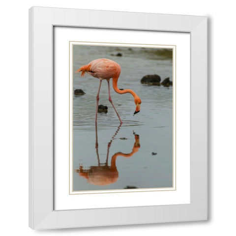 Ecuador, Galapagos NP Wading greater flamingo White Modern Wood Framed Art Print with Double Matting by Illg, Cathy and Gordon