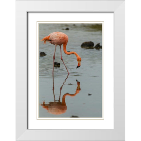 Ecuador, Galapagos NP Wading greater flamingo White Modern Wood Framed Art Print with Double Matting by Illg, Cathy and Gordon
