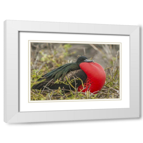 Ecuador, Galapagos Great Frigatebird displaying White Modern Wood Framed Art Print with Double Matting by Illg, Cathy and Gordon