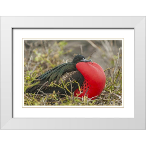 Ecuador, Galapagos Great Frigatebird displaying White Modern Wood Framed Art Print with Double Matting by Illg, Cathy and Gordon