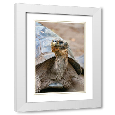 Galapagos tortoise peeks out from beneath its shell. White Modern Wood Framed Art Print with Double Matting by Sederquist, Betty