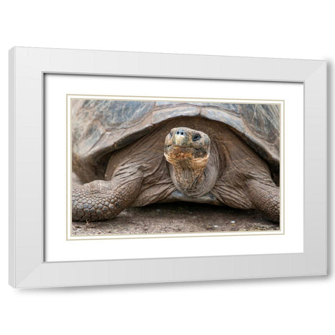 Giant tortoise lumbers along at the Charles Darwin Research Center. White Modern Wood Framed Art Print with Double Matting by Sederquist, Betty