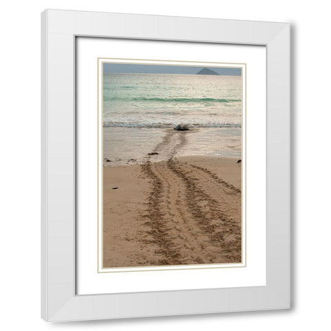 After laying its eggs on a Galapagos beach- this sea turtle returning to the ocean. White Modern Wood Framed Art Print with Double Matting by Sederquist, Betty