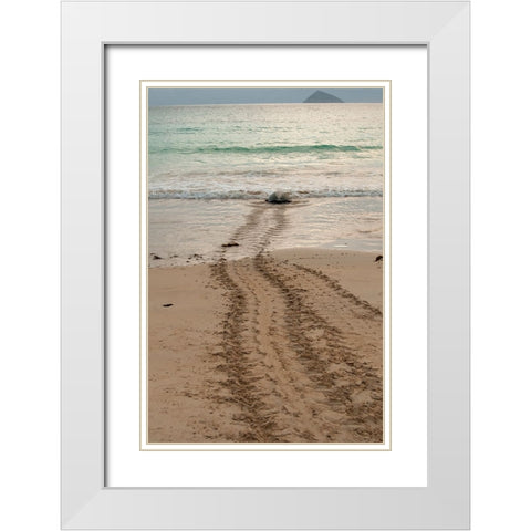 After laying its eggs on a Galapagos beach- this sea turtle returning to the ocean. White Modern Wood Framed Art Print with Double Matting by Sederquist, Betty