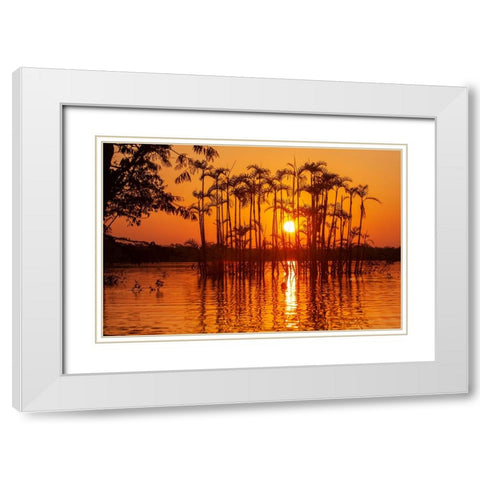 Equator in the Amazon rainforest- trees in Laguna Grande. White Modern Wood Framed Art Print with Double Matting by Sederquist, Betty