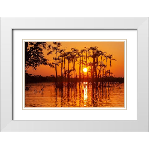 Equator in the Amazon rainforest- trees in Laguna Grande. White Modern Wood Framed Art Print with Double Matting by Sederquist, Betty