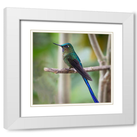 The long tailed sylph a showy Cloud Forest hummingbird. White Modern Wood Framed Art Print with Double Matting by Sederquist, Betty