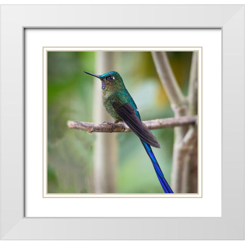 The long tailed sylph a showy Cloud Forest hummingbird. White Modern Wood Framed Art Print with Double Matting by Sederquist, Betty