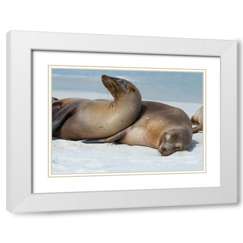 These sea lions cuddle at Gardner Bay- Espanola Island. White Modern Wood Framed Art Print with Double Matting by Sederquist, Betty