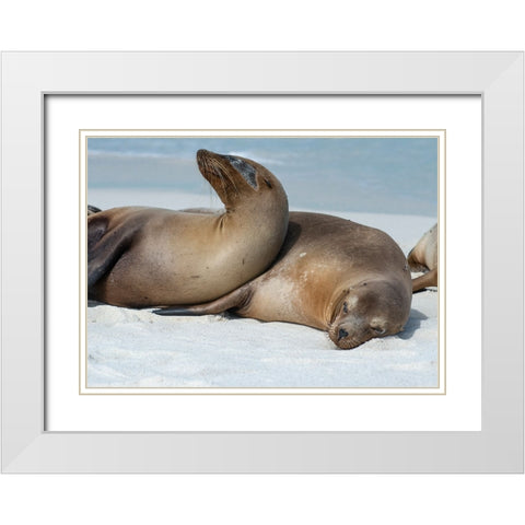 These sea lions cuddle at Gardner Bay- Espanola Island. White Modern Wood Framed Art Print with Double Matting by Sederquist, Betty