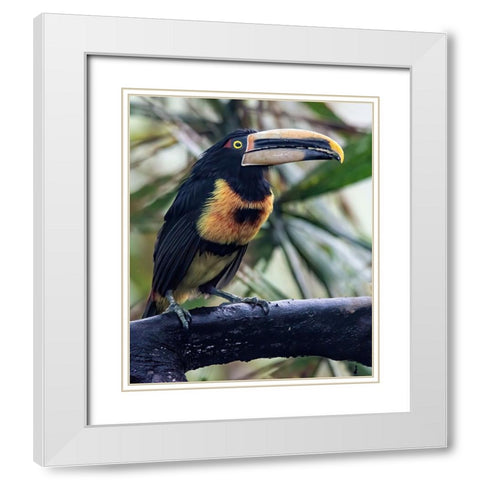 Aracari in the Cloud Forest has a huge bill. White Modern Wood Framed Art Print with Double Matting by Sederquist, Betty