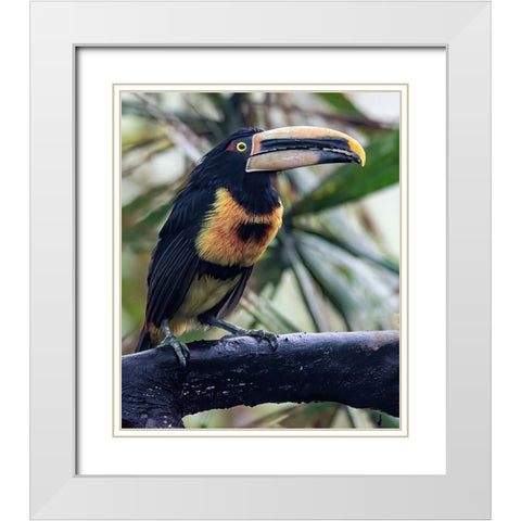 Aracari in the Cloud Forest has a huge bill. White Modern Wood Framed Art Print with Double Matting by Sederquist, Betty
