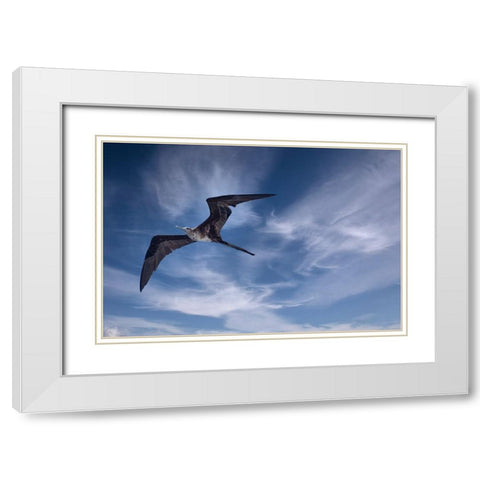 Bird soars above a ship in the Galapagos. White Modern Wood Framed Art Print with Double Matting by Sederquist, Betty