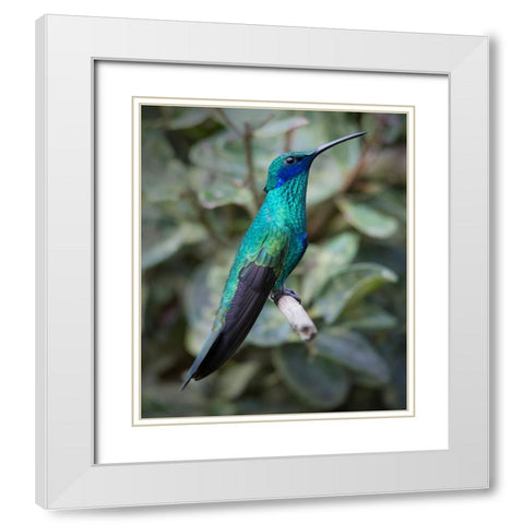 Colorful sparkling violet ear hummingbird is widespread in the Andes Cloud Forest. White Modern Wood Framed Art Print with Double Matting by Sederquist, Betty