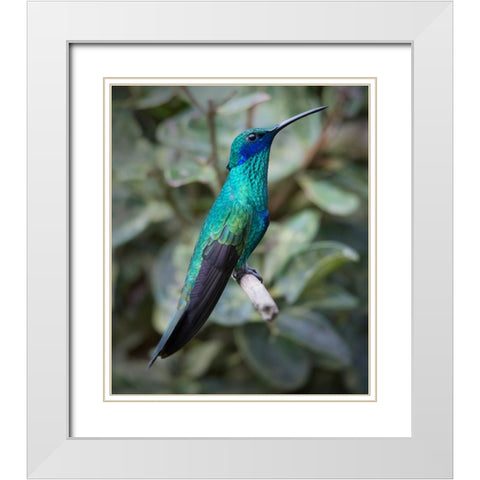 Colorful sparkling violet ear hummingbird is widespread in the Andes Cloud Forest. White Modern Wood Framed Art Print with Double Matting by Sederquist, Betty
