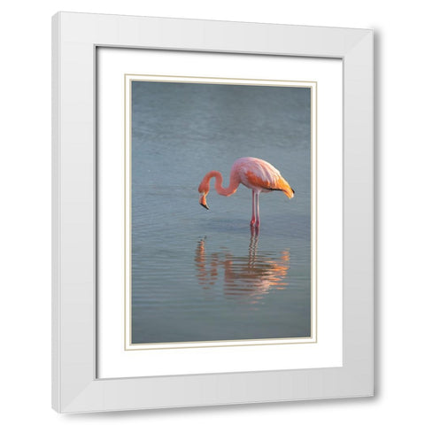 Flamingo looking for food in an estuary in the Galapagos Islands. White Modern Wood Framed Art Print with Double Matting by Sederquist, Betty