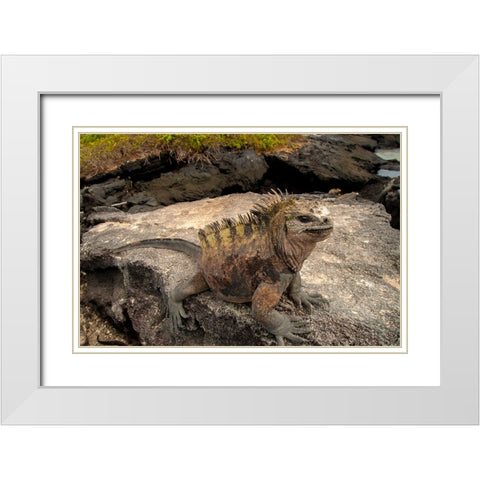 Ugly marine iguana on Fernandina Island was the model for the Godzilla movies. White Modern Wood Framed Art Print with Double Matting by Sederquist, Betty