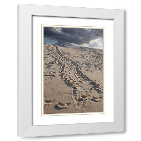 Turtle tracks lead from the turtles egg playing place to the shoreline- Galapagos. White Modern Wood Framed Art Print with Double Matting by Sederquist, Betty