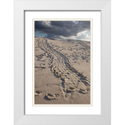 Turtle tracks lead from the turtles egg playing place to the shoreline- Galapagos. White Modern Wood Framed Art Print with Double Matting by Sederquist, Betty