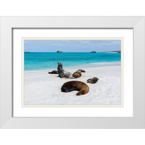 Galapagos Sea Lions-Zalophus californianus wollebaeki-Gardner Bay-Espanola Island-Galapagos islands White Modern Wood Framed Art Print with Double Matting by Pitamitz, Sergio