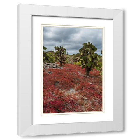 Sesuvium edmonstonei and cactus-South Plaza Island-Galapagos islands-Ecuador White Modern Wood Framed Art Print with Double Matting by Pitamitz, Sergio
