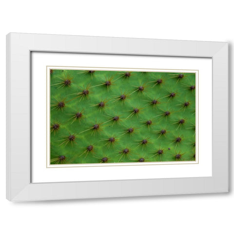 Close up of a cactus-South Plaza Island-Galapagos islands-Ecuador White Modern Wood Framed Art Print with Double Matting by Pitamitz, Sergio