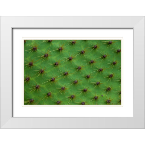 Close up of a cactus-South Plaza Island-Galapagos islands-Ecuador White Modern Wood Framed Art Print with Double Matting by Pitamitz, Sergio