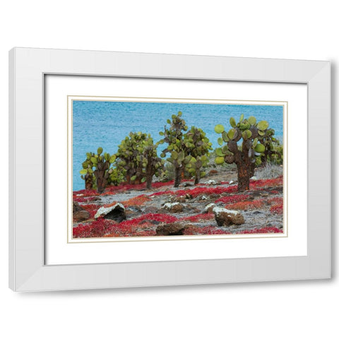 Sesuvium edmonstonei and cactus-South Plaza Island-Galapagos islands-Ecuador White Modern Wood Framed Art Print with Double Matting by Pitamitz, Sergio