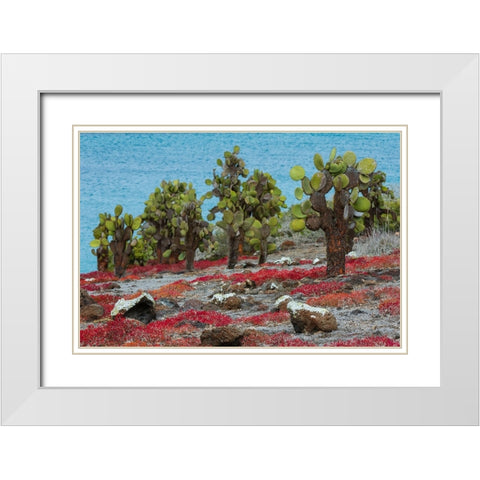 Sesuvium edmonstonei and cactus-South Plaza Island-Galapagos islands-Ecuador White Modern Wood Framed Art Print with Double Matting by Pitamitz, Sergio