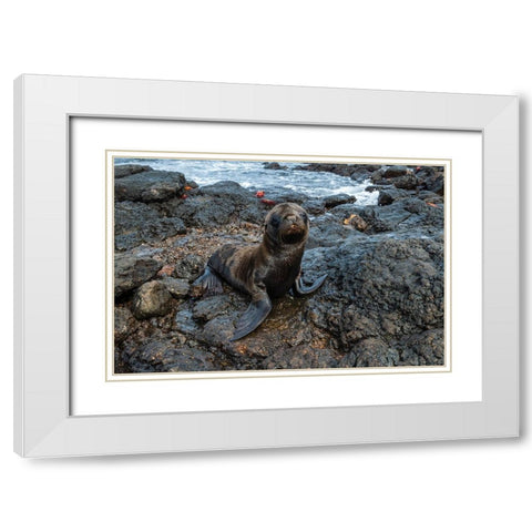 Galapagos Sea Lion-Zalophus californianus wollebaeki-South Plaza Island-Galapagos islands-Ecuador White Modern Wood Framed Art Print with Double Matting by Pitamitz, Sergio