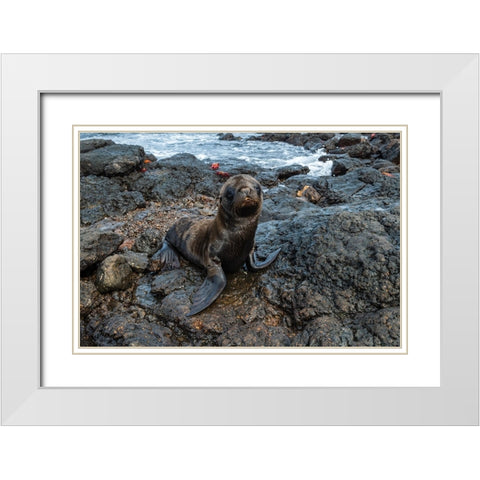 Galapagos Sea Lion-Zalophus californianus wollebaeki-South Plaza Island-Galapagos islands-Ecuador White Modern Wood Framed Art Print with Double Matting by Pitamitz, Sergio