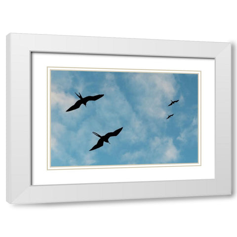 Great Frigate birds-Fregata minor ridgwayi-South Plaza Island-Galapagos islands-Ecuador White Modern Wood Framed Art Print with Double Matting by Pitamitz, Sergio