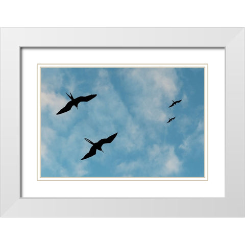 Great Frigate birds-Fregata minor ridgwayi-South Plaza Island-Galapagos islands-Ecuador White Modern Wood Framed Art Print with Double Matting by Pitamitz, Sergio