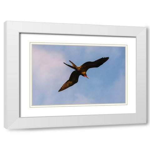 Great Frigate bird-Fregata minor ridgwayi-South Plaza Island-Galapagos islands-Ecuador White Modern Wood Framed Art Print with Double Matting by Pitamitz, Sergio