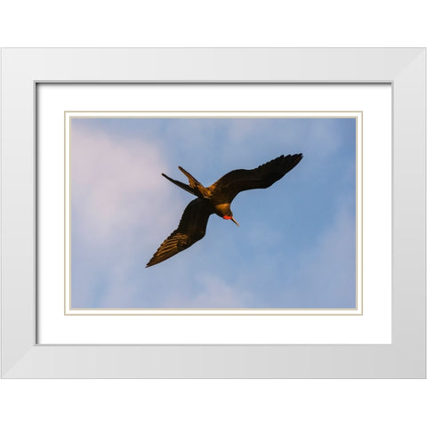 Great Frigate bird-Fregata minor ridgwayi-South Plaza Island-Galapagos islands-Ecuador White Modern Wood Framed Art Print with Double Matting by Pitamitz, Sergio
