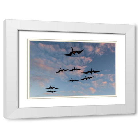 Great Frigate birds-Fregata minor ridgwayi-South Plaza Island-Galapagos islands-Ecuador White Modern Wood Framed Art Print with Double Matting by Pitamitz, Sergio