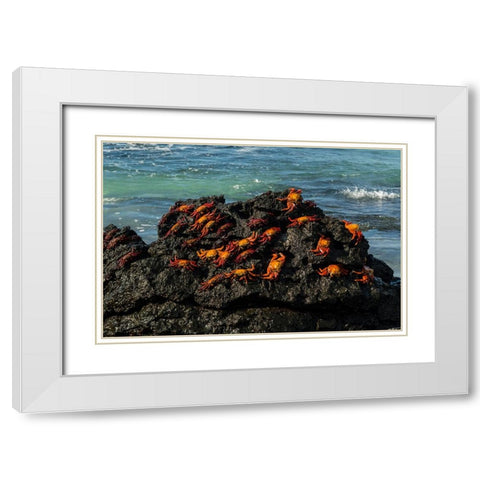 Sally Lightfoot Crab-Grapsus grapsus-Bachas beach-North Seymour island-Galapagos islands-Ecuador White Modern Wood Framed Art Print with Double Matting by Pitamitz, Sergio