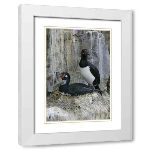 Bleaker Island Rock cormorant pair on nest White Modern Wood Framed Art Print with Double Matting by Morris, Arthur