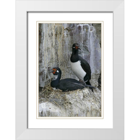 Bleaker Island Rock cormorant pair on nest White Modern Wood Framed Art Print with Double Matting by Morris, Arthur