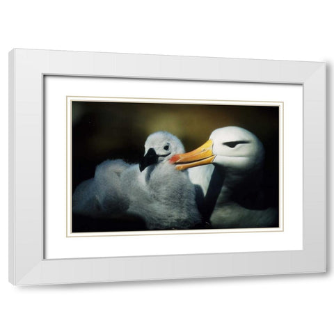Falkland Islands Albatross parent grooming chick White Modern Wood Framed Art Print with Double Matting by Williams, Joanne