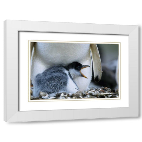 Falkland Islands Gentoo penguin chick White Modern Wood Framed Art Print with Double Matting by Williams, Joanne