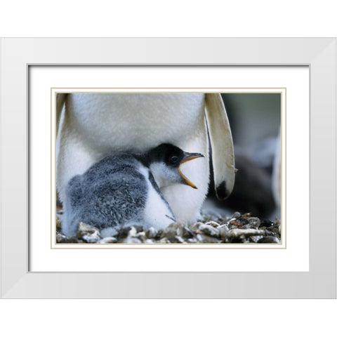 Falkland Islands Gentoo penguin chick White Modern Wood Framed Art Print with Double Matting by Williams, Joanne