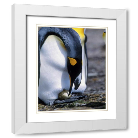 Falkland Islands King penguin tends single egg White Modern Wood Framed Art Print with Double Matting by Williams, Joanne