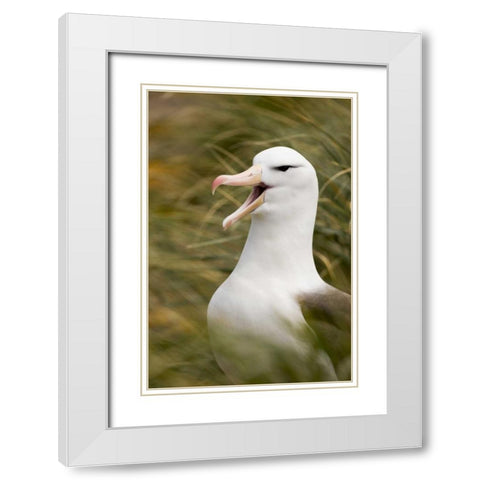 New Island Black-browed albatross guards nest White Modern Wood Framed Art Print with Double Matting by Grall, Don
