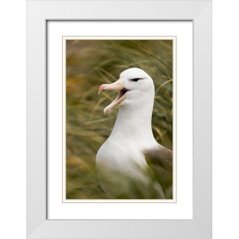 New Island Black-browed albatross guards nest White Modern Wood Framed Art Print with Double Matting by Grall, Don