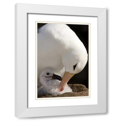 New Island Black-browed albatross preening chick White Modern Wood Framed Art Print with Double Matting by Grall, Don