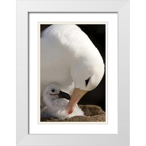 New Island Black-browed albatross preening chick White Modern Wood Framed Art Print with Double Matting by Grall, Don